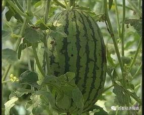 网红爆料吃瓜平台,吃瓜平台背后的真相大曝光!  第3张 网红爆料吃瓜平台,吃瓜平台背后的真相大曝光!  第3张