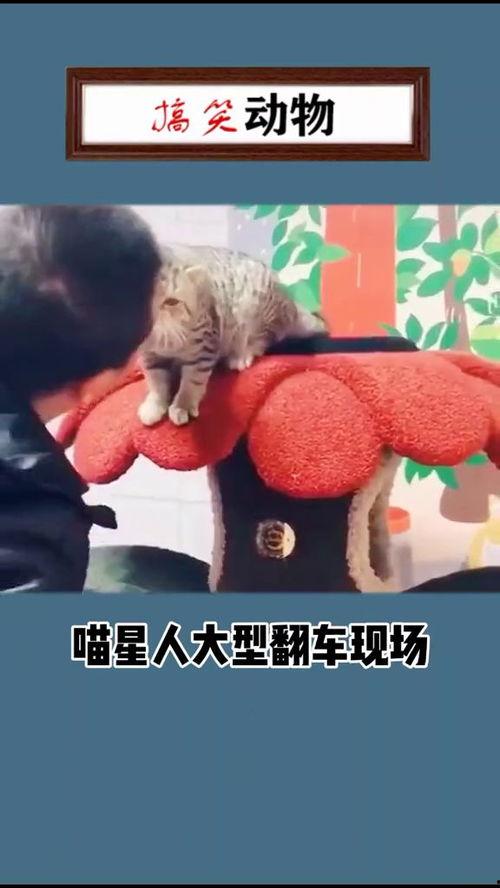 吃瓜翻车搞笑视频大全免费观看,笑料百出!免费观看吃瓜翻车搞笑视频大全