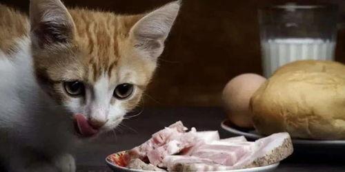 娱乐吃瓜酱猫抢鸡仔,猫界“抢鸡仔”大战,萌态百出!  第3张 娱乐吃瓜酱猫抢鸡仔,猫界“抢鸡仔”大战,萌态百出!  第3张