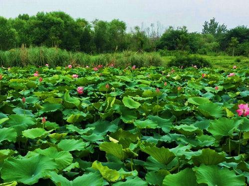 爆料假割韭菜视频播放大全,假割韭菜视频播放大全曝光  第3张 爆料假割韭菜视频播放大全,假割韭菜视频播放大全曝光  第3张