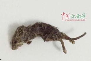 巨型老鼠爆料视频大全,揭秘神秘生物的惊悚真相  第3张 巨型老鼠爆料视频大全,揭秘神秘生物的惊悚真相  第3张