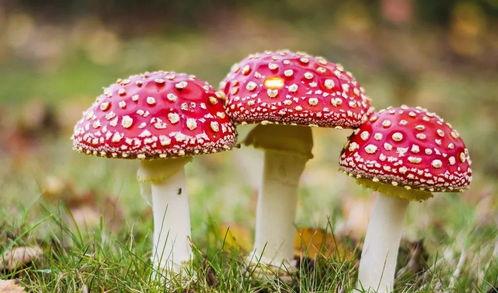 吃瓜爆料黑料蘑菇视频大全下载,吃瓜爆料黑料蘑菇视频大全下载全解析  第2张 吃瓜爆料黑料蘑菇视频大全下载,吃瓜爆料黑料蘑菇视频大全下载全解析  第2张